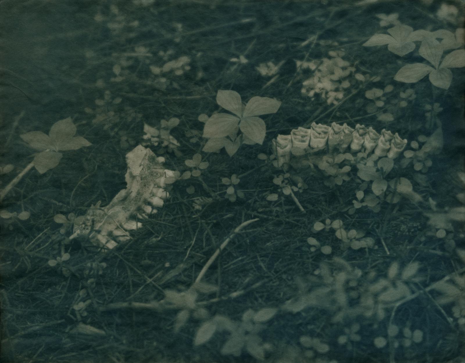 Teeth Grow in the Heathland: White Birch Leaf