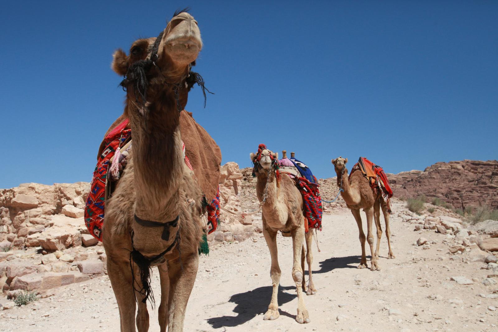 Camels in Petra, Jordan | Buy this image