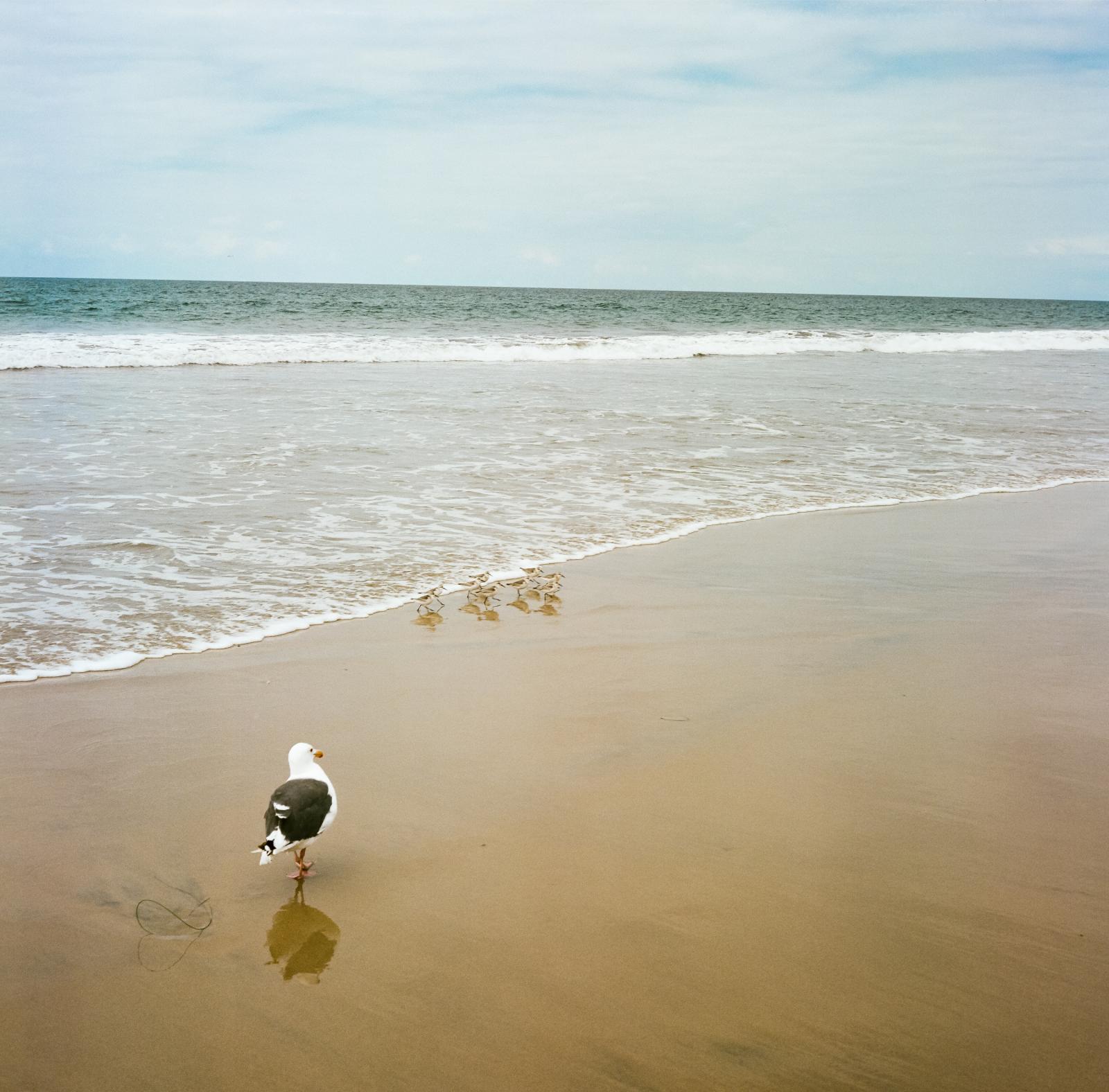 Seagull & Sandpipers La Jolla, CA 