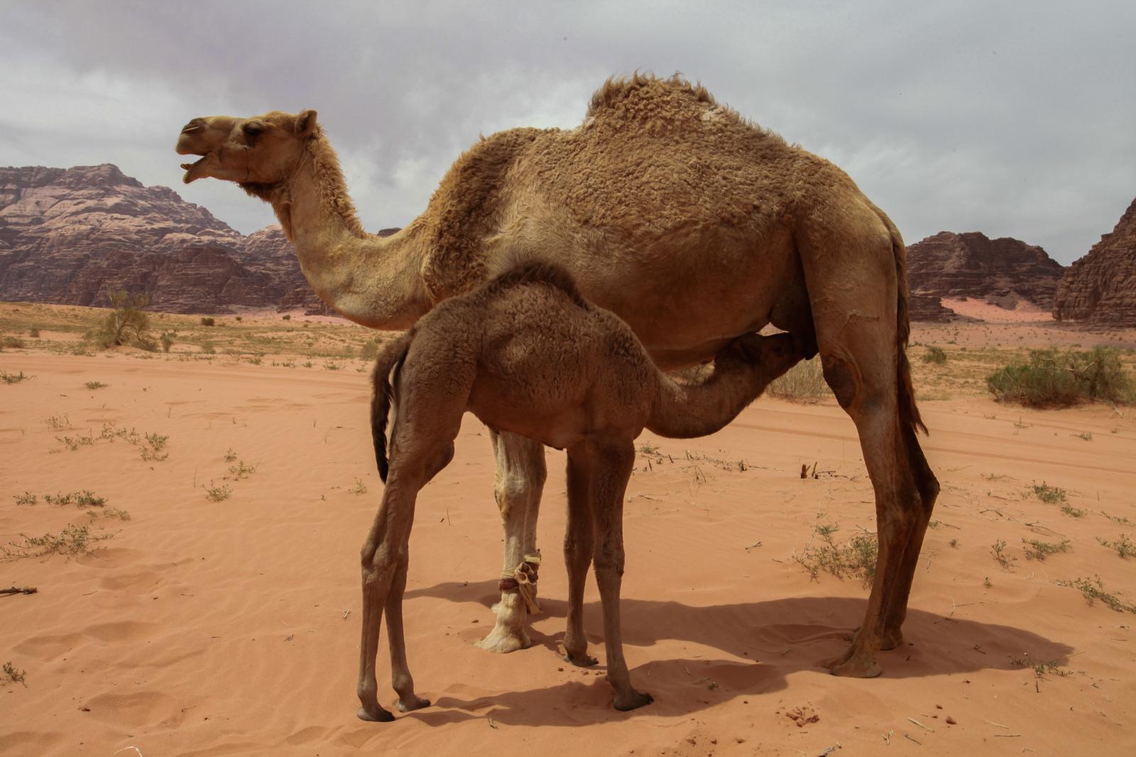 Momma and baby camel in Petra, Jordan