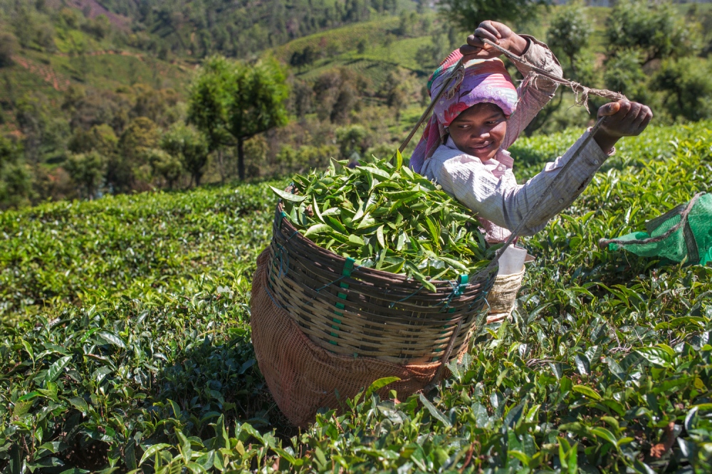 Indian Tea Workers