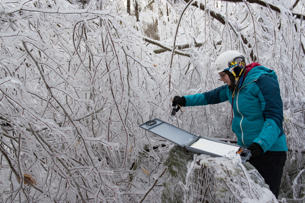 Photography image - Experimenting with mother nature. Here a researcher is measuring ice accretion on tree branches during an ice storm experiment at Hubbard Brook Research Forest. Hubbard Brook is a part of the US Forest Service and has been working on large scale environmental science for decades.  