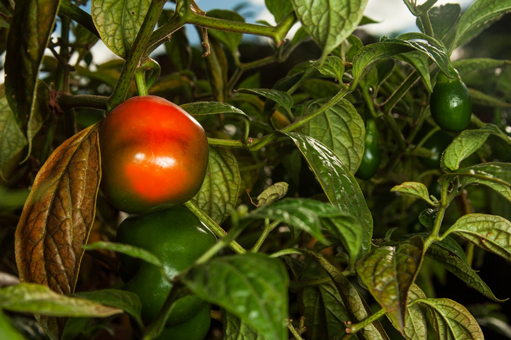 Tomate (Solanum lycopersicum)