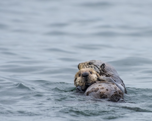 Image from Alaska - Mother and baby otter in Kachemak Bay. There are strict...