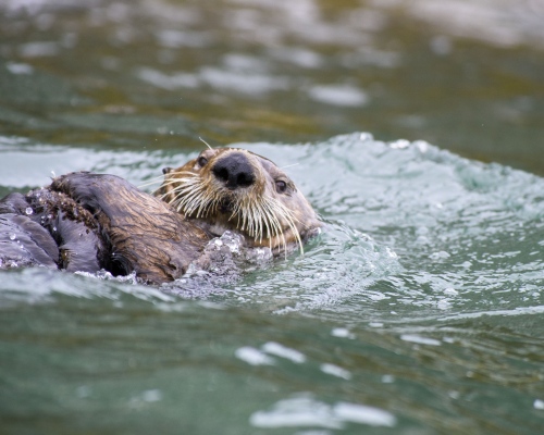 Image from Alaska - Adult male sea otter, Kachemak Bay. 