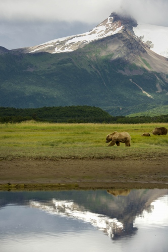 Image from Alaska - Another look at my bear family. 