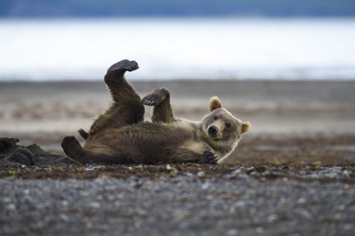 Image from Alaska - Bear yoga in Katmai National Park, although I'm not sure...