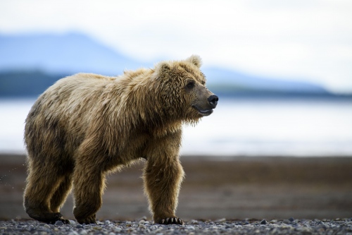 Image from Alaska - Mama bear trudges after a cub who didn't want to sit still. 