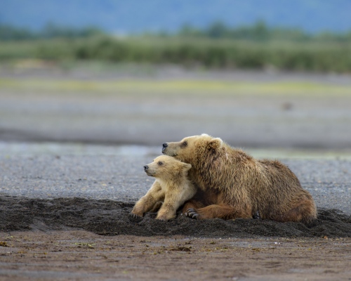 Image from Alaska - While her sibling played with a cub from another mother,...