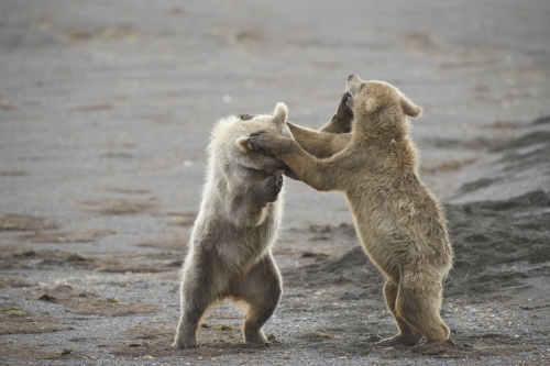 Image from Alaska - Watching these two go at it for over an hour was like...