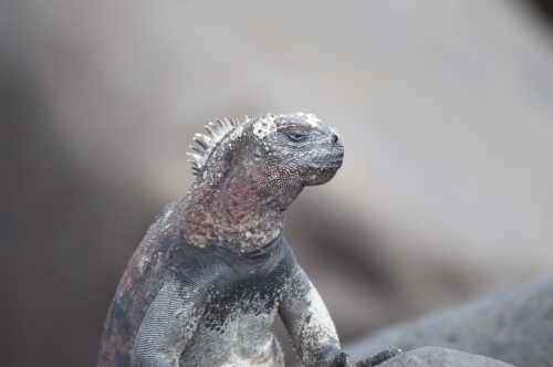 Image from Galapagos Islands