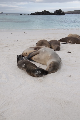 Image from Galapagos Islands