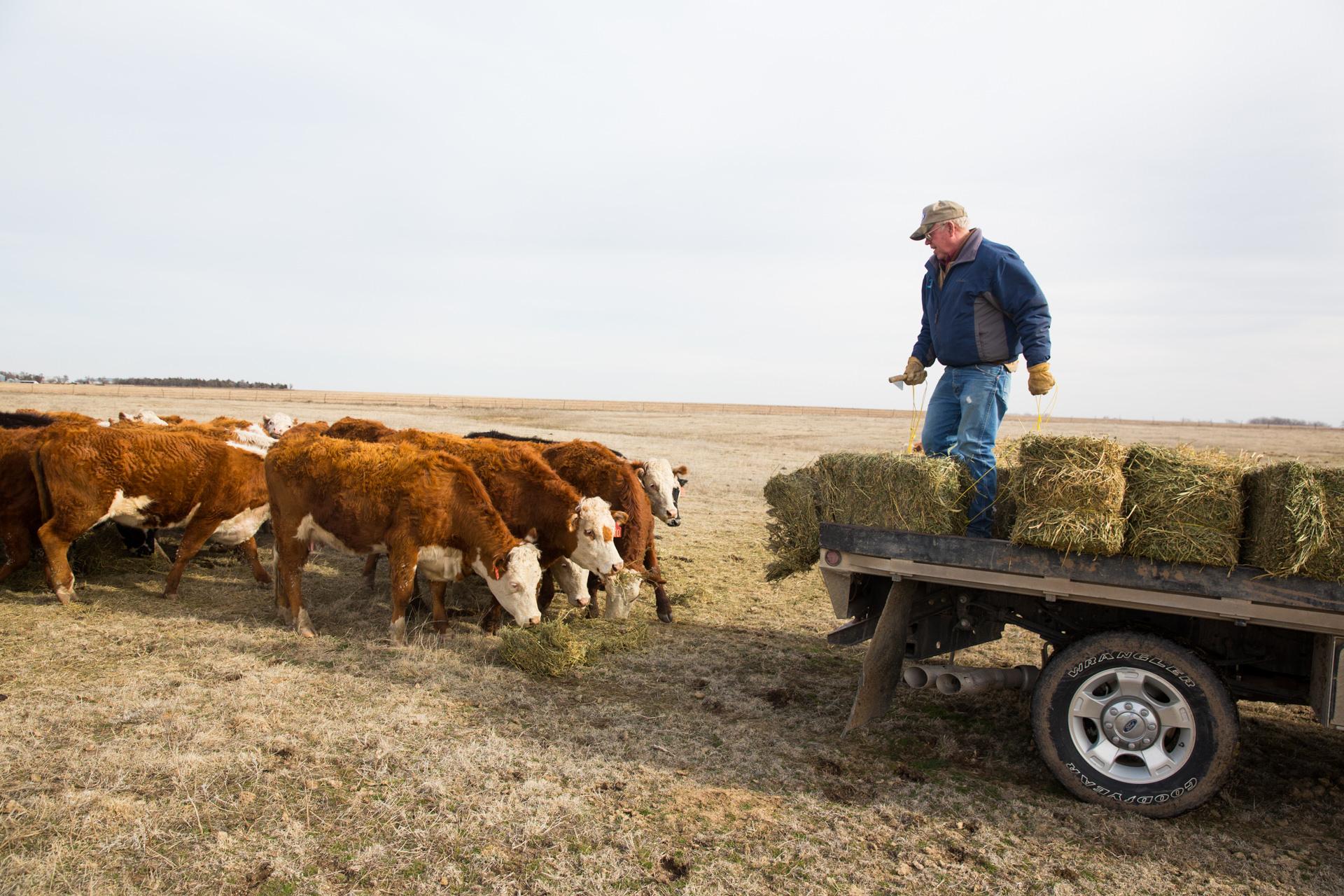 Robert Wood Johnson Foundation - Gordon Jamison feeds the cattle at Jamison Cattle Ranch...