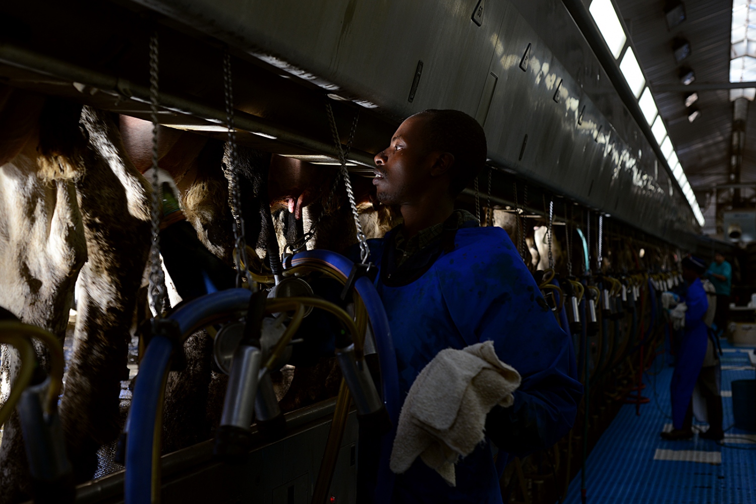 Celestin dries the teats of the cows between milking during his night shift.