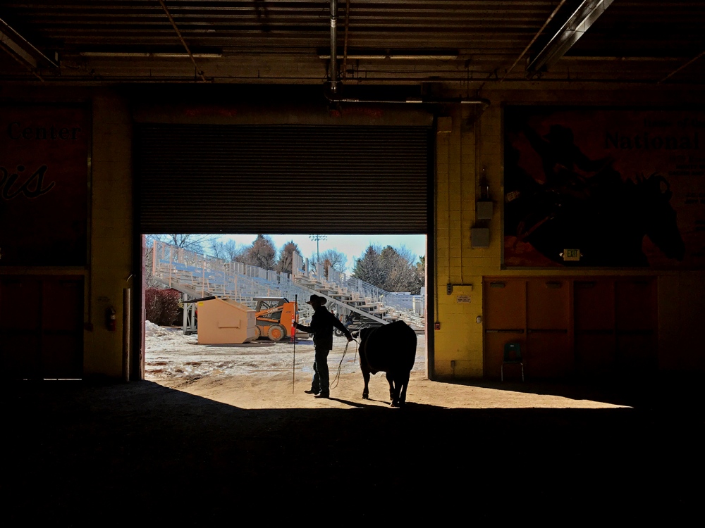 Silhouette of a rancher at a cattle auction in Twin Falls, Idaho.