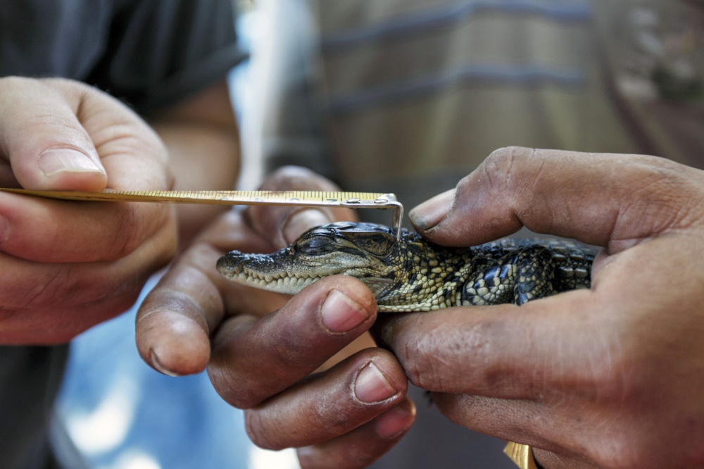 A surviving baby Siamese crocodile are weighed, measured and inspected by team members of Fauna &amp; Flora International. Koh Kong Province, Cambodia