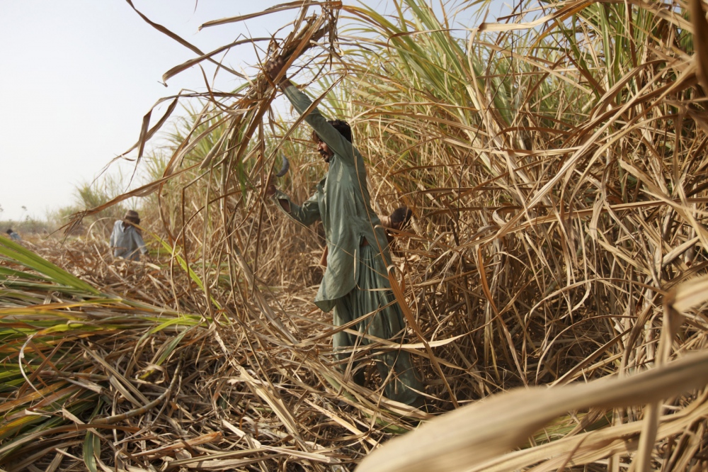 Image from NGO/DEVELOPMENT - Sugar cane plantations are another industry that has...