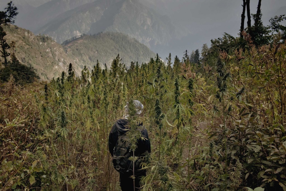 These Cannabis Farmers Carry Out an Ancient Tradition High in the Himalayas