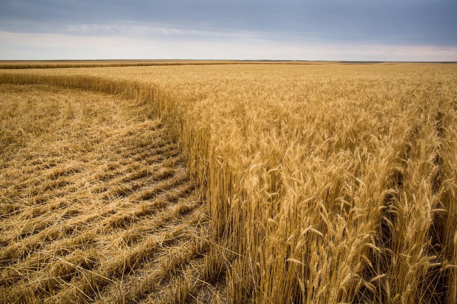 Harvesters -  A partially cut field of wheat is threatened by looming...