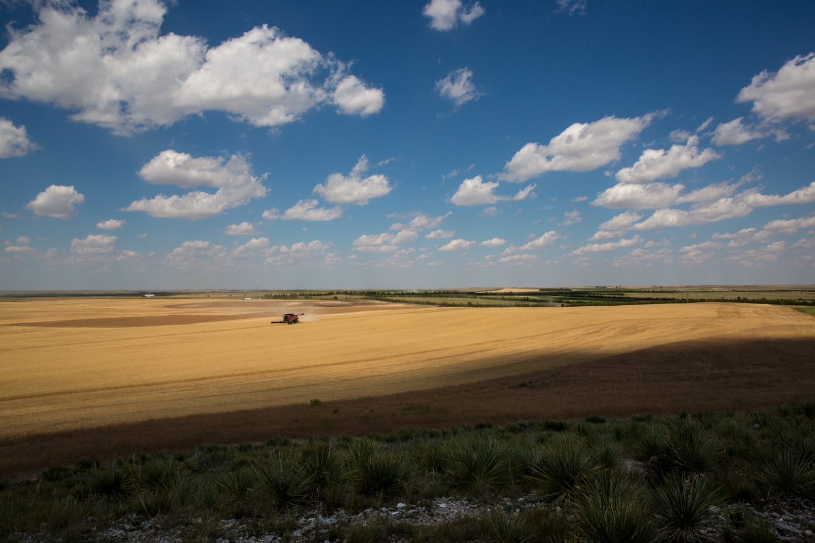 Harvesters -  A combine harvests wheat in Kimball, NE, July 2017. 