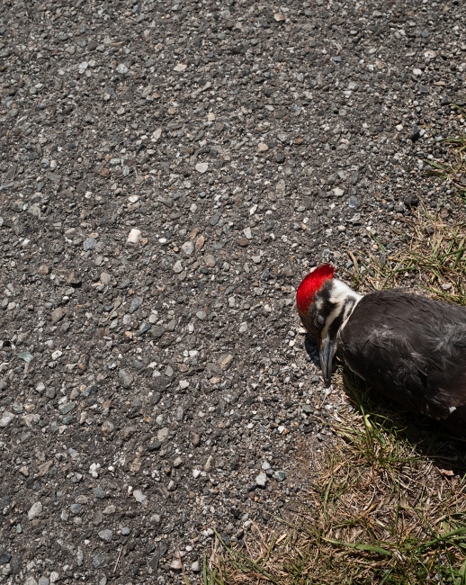  Pileated Woodpecker. Ward Pound Ridge Reservation. 