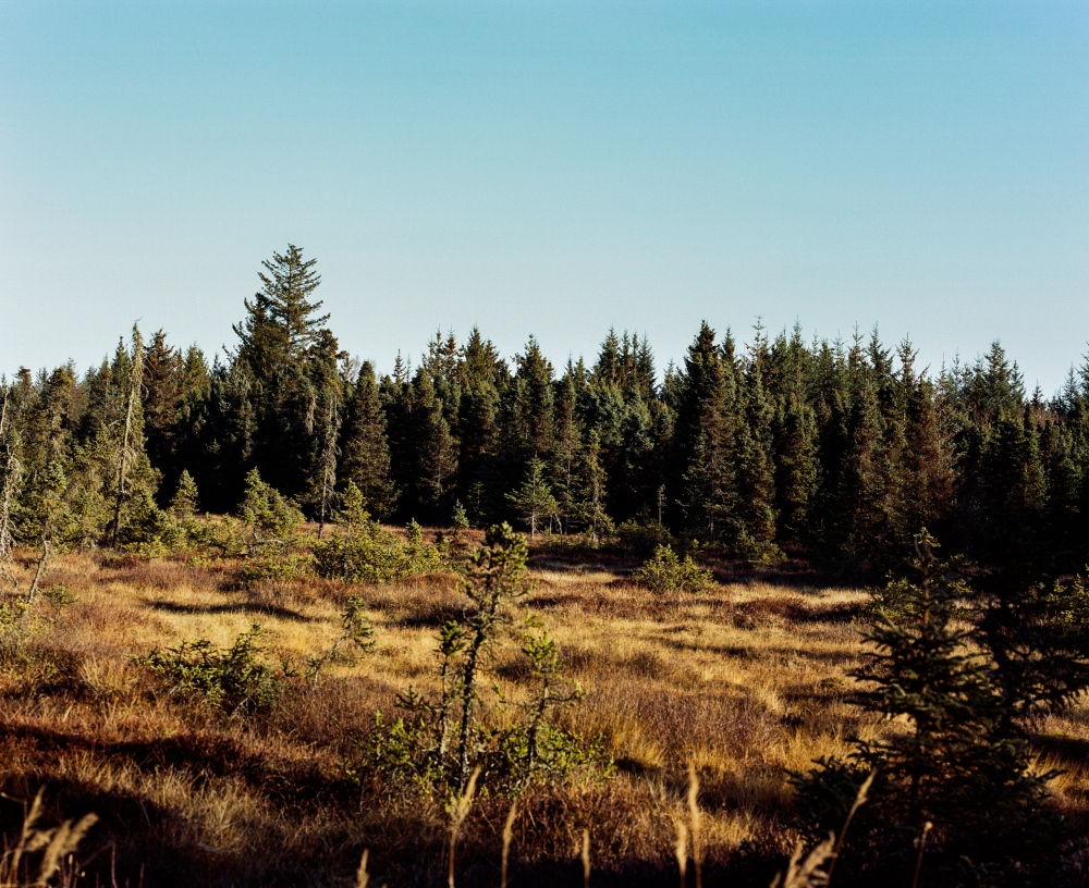 Image from CALL HER ALASKA - The wetlands across from artist Rika Mouw's home in...