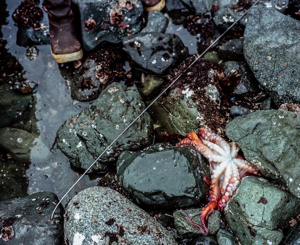 Image from CALL HER ALASKA - A freshly caught octopus on the reef of Nanwalek. The...