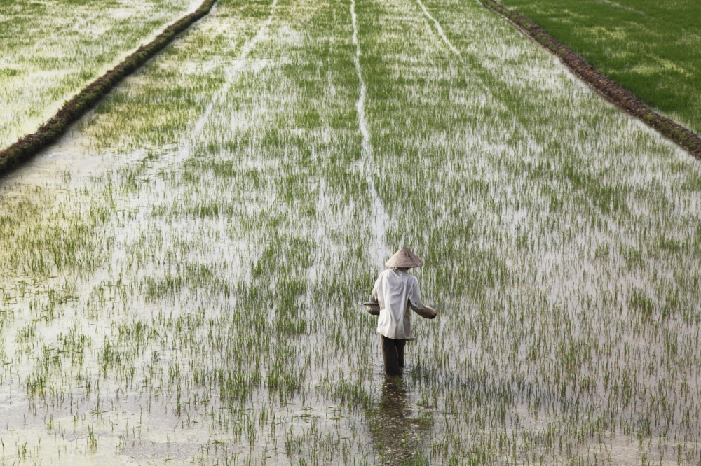 A Vietnamese farmer drops fertiliser on her paddy field in Central Vietnam near the city of Hue.