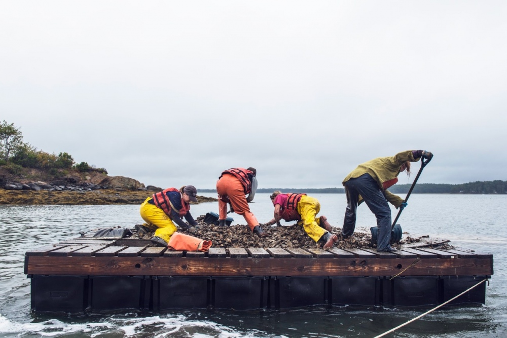 Found and Featured on Wired.com via Visura: Anybody Who Won't Help Save Oysters Is Just Being Shellfish