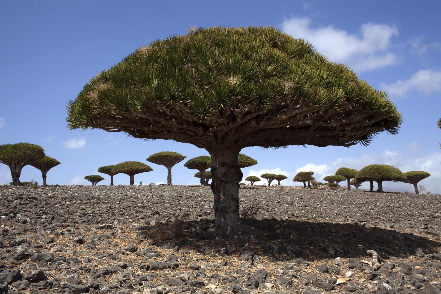 Socotra island, Yemen - 