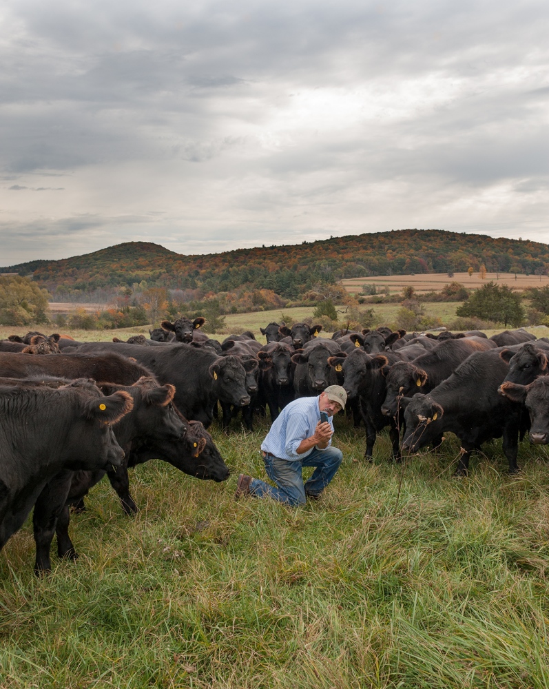 Considered -   Farmer Allen updates the status of one of his cows, in...