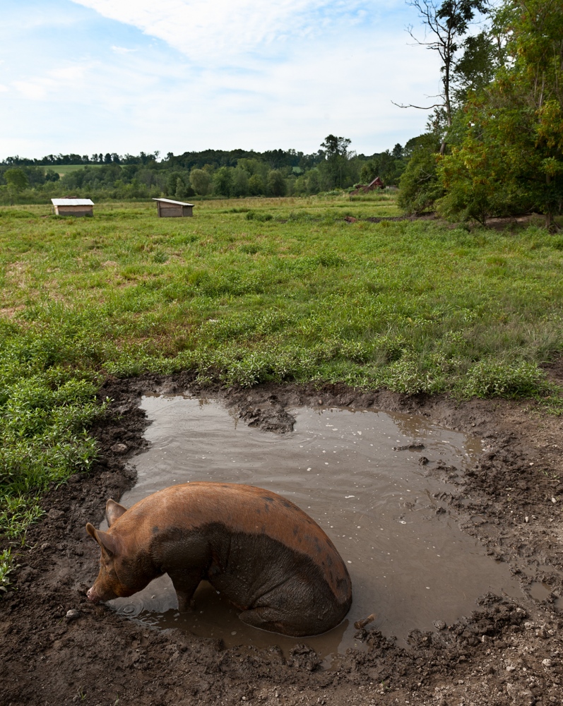 Considered -   A sow stays cool in a mud bath, which serves as a...