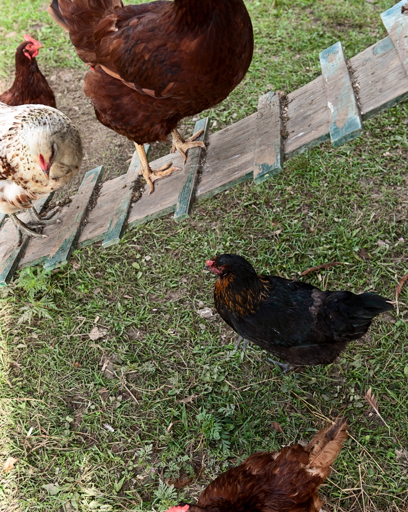 Considered -   Chickens roam freely from pasture to coop.  