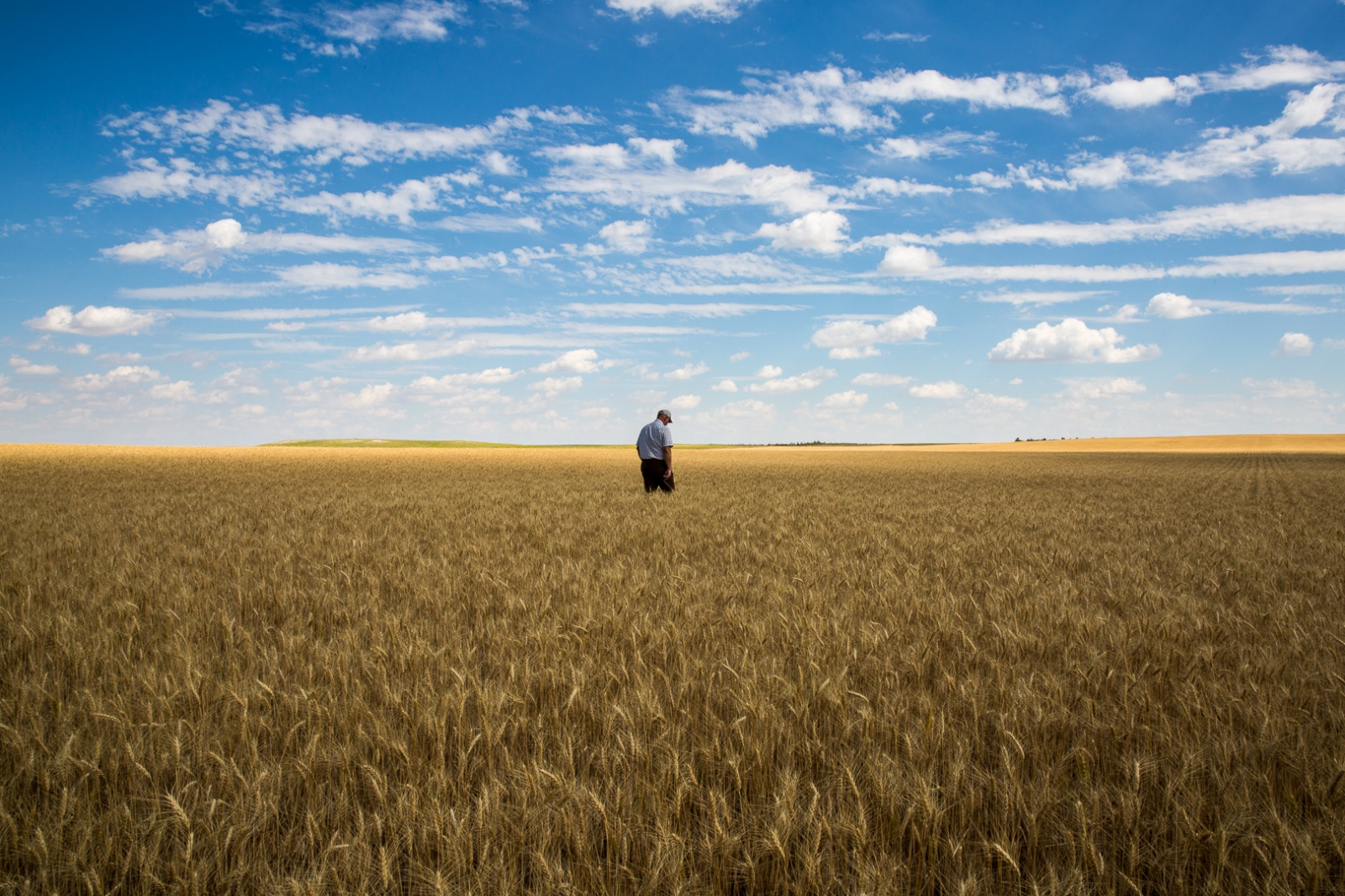  Eric Wolgemuth, a thirty-year harvesting veteran and land owner, walks through one of his wheat fields in Kimball, NE, July 2017. 