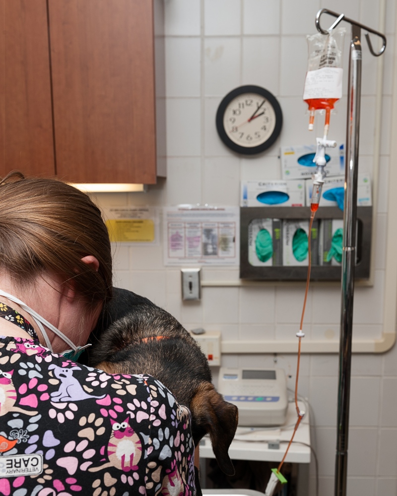 Clinical Hope -   A technician comforts a beagle receiving chemotherapy.  