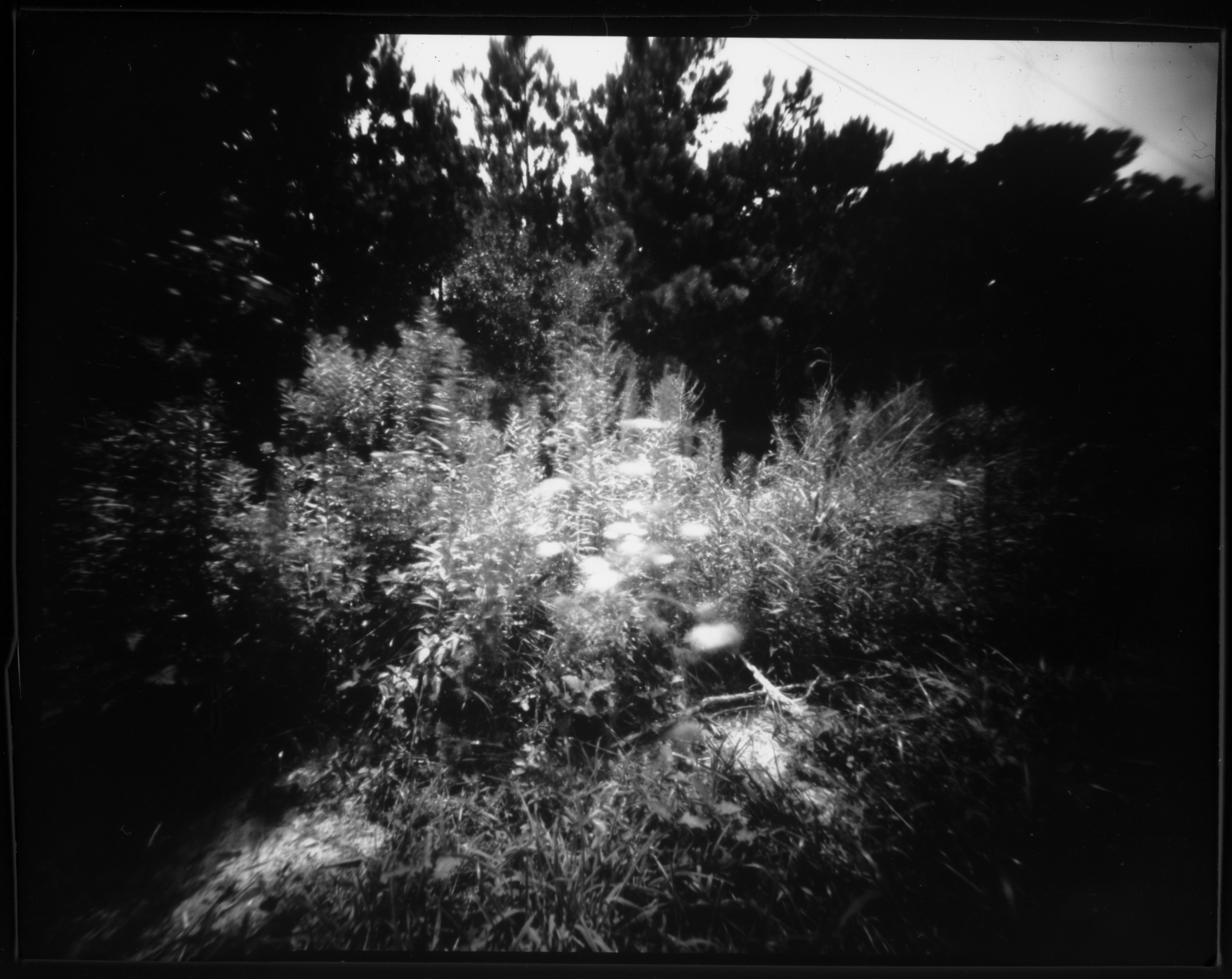 Art and Documentary Photography - Loading 7.18.17flowers2posi.jpg