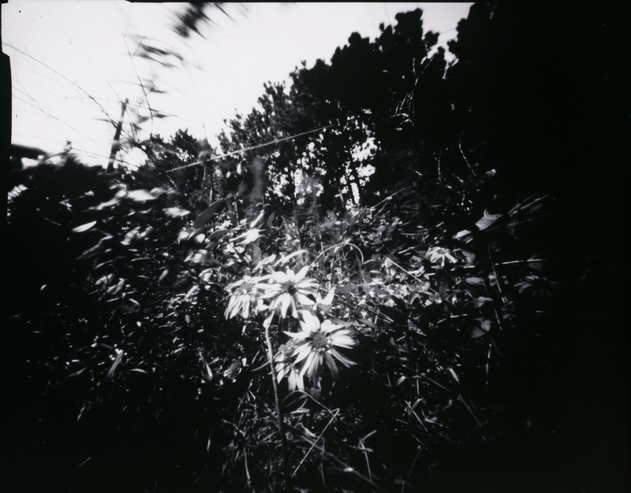 Art and Documentary Photography - Loading YellowFlowers8.24.17001.jpg