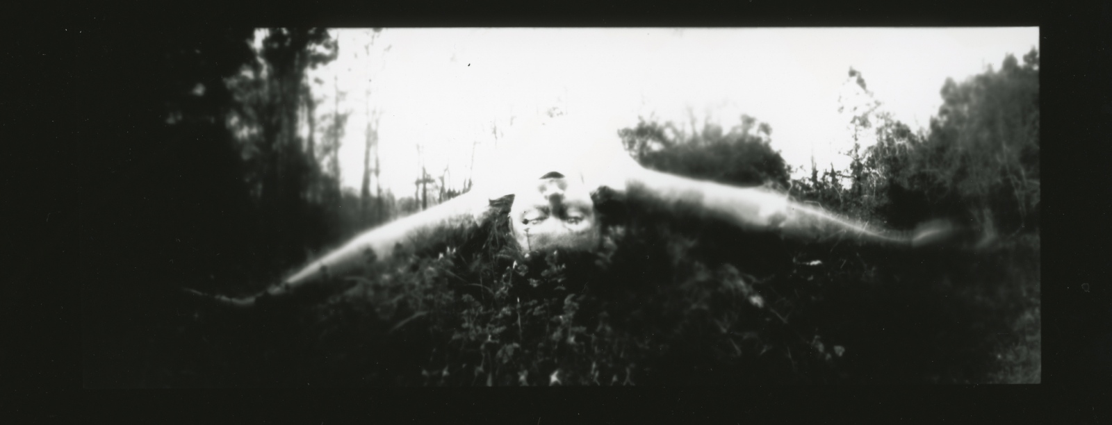 Art and Documentary Photography - Loading PinholeOnStump1.jpg