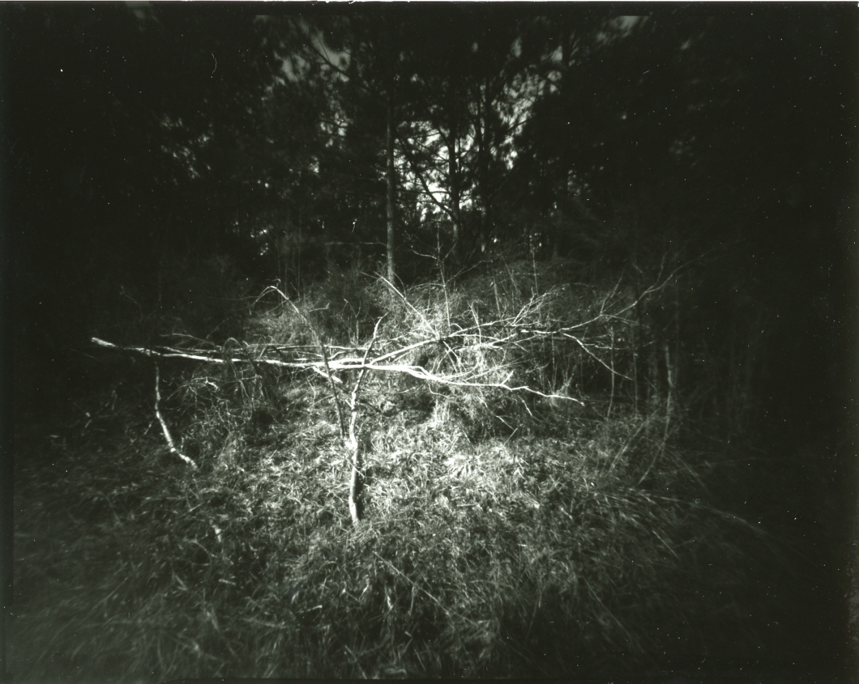 Art and Documentary Photography - Loading 2.18.17branches.jpg