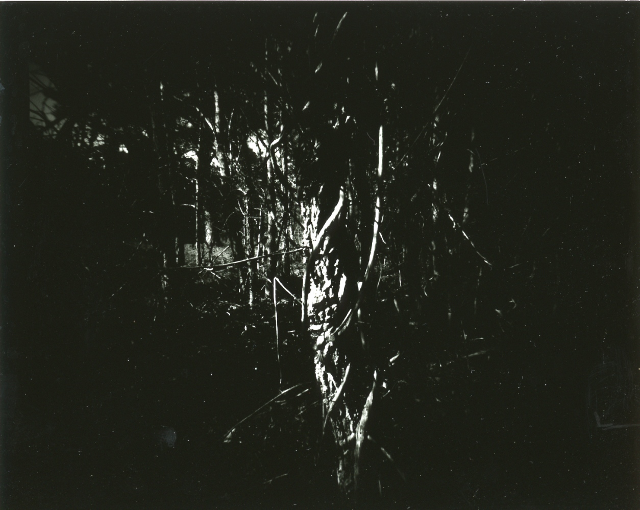 Art and Documentary Photography - Loading 2.20.17vines.jpg