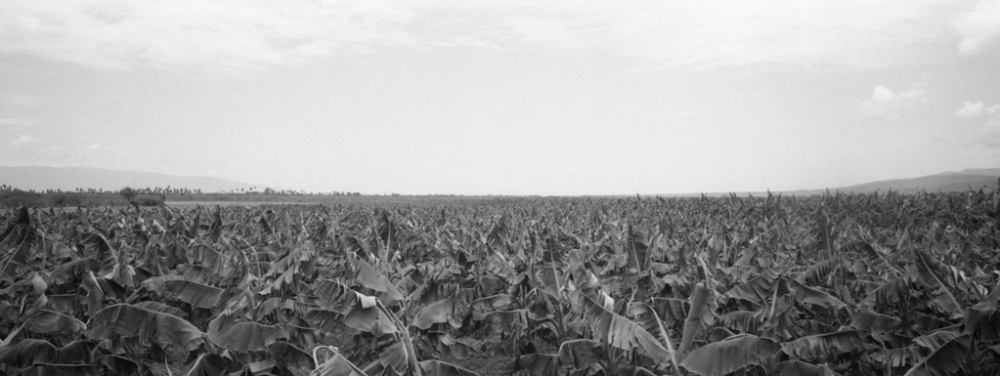  47,000 productores de pl&aacute;tano 50,000 hect&aacute;reas de producci&oacute;n...