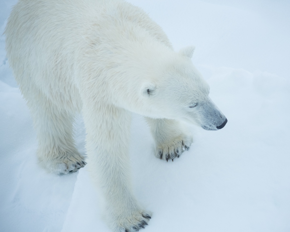 A polar bear approaches a tour ...ea ice off of Svalbard. 2015.Â 