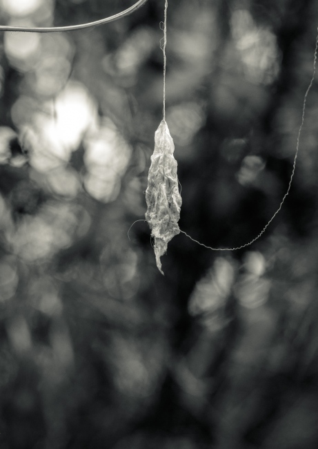 â€œThe closer things get to none_ated Kudzu leaf. Â© Carla Cioffi