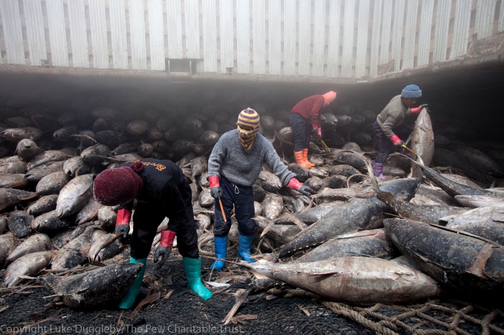 Illegal Fishing Inspection for Pew Charitable Trust