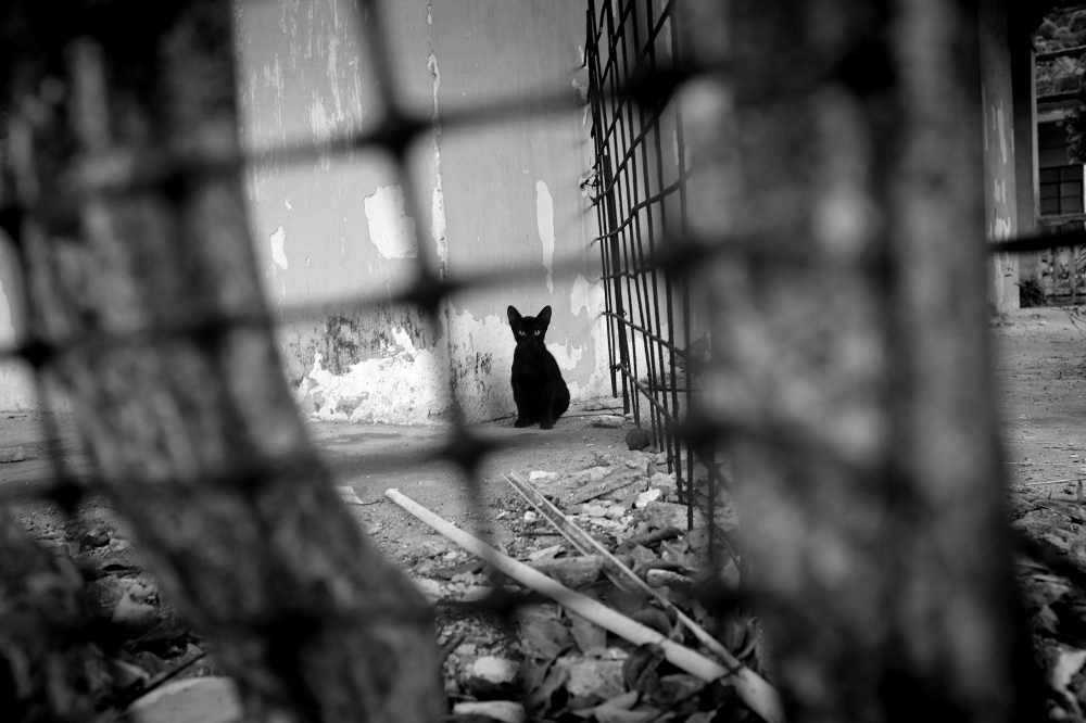 Black cat in the old leprosarium in Ka HÃ³ (Coloane - Macau)
