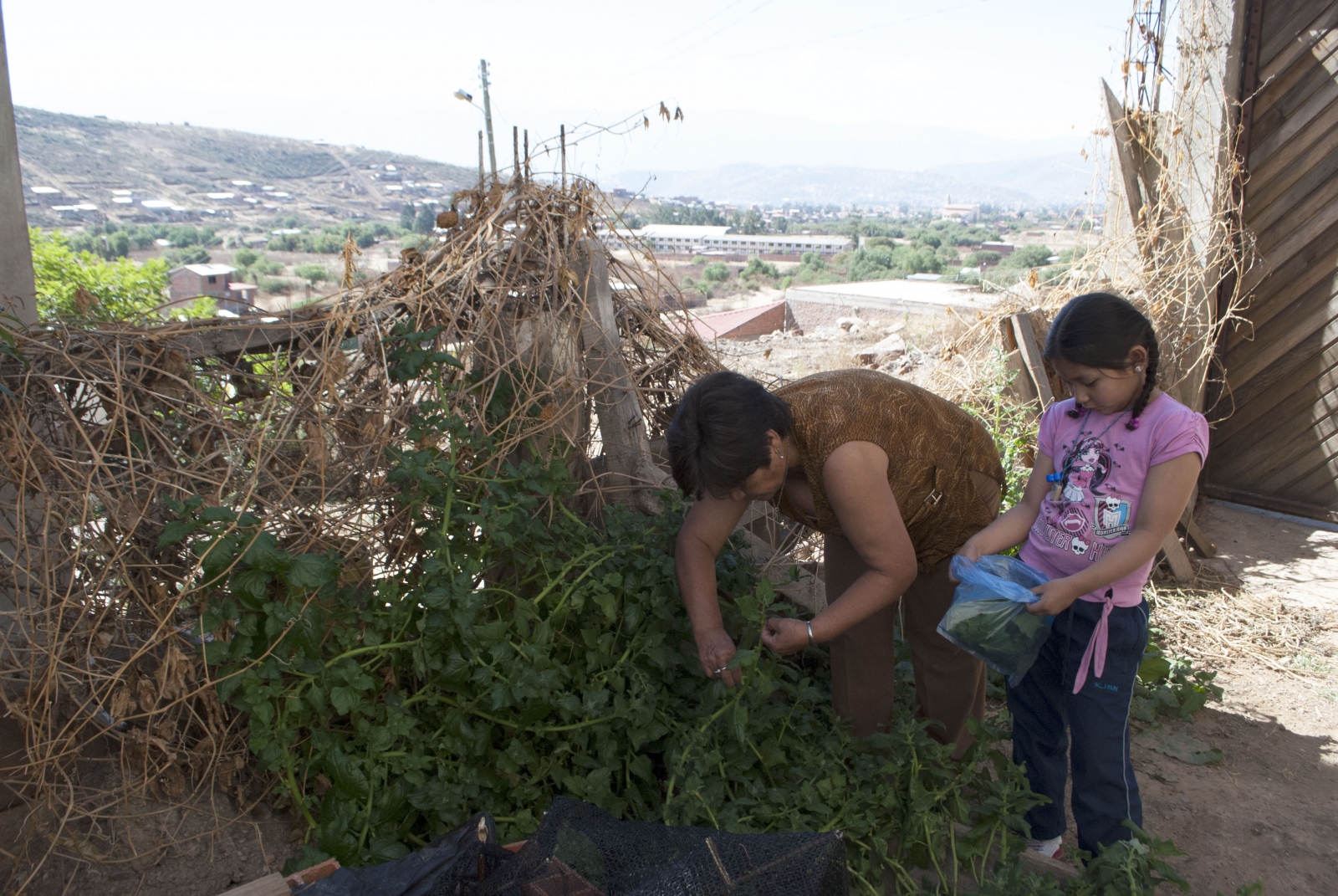 Photos -  Rosa harvests spinach with her youngest daughter. She...
