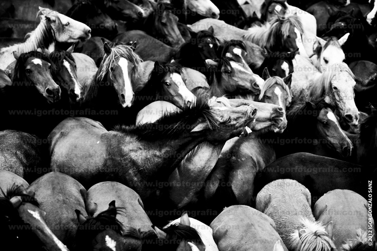 Hundreds of horses (sometimes a... nervous and claim their space.