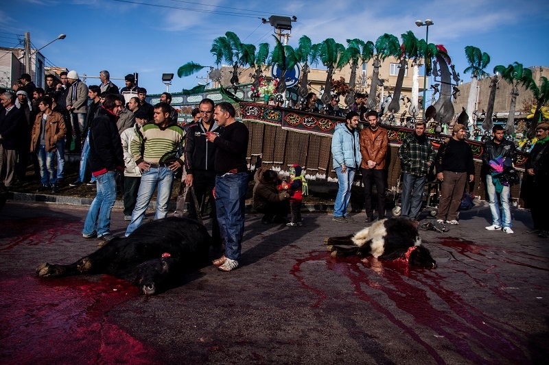 Mourning for Hussain -   A large number of animals like sheep and cow are...