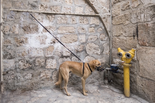 Image from Palestine -  Muzzled Dog Jerusalem | Al Quds | اَلْـقُـدْس |...