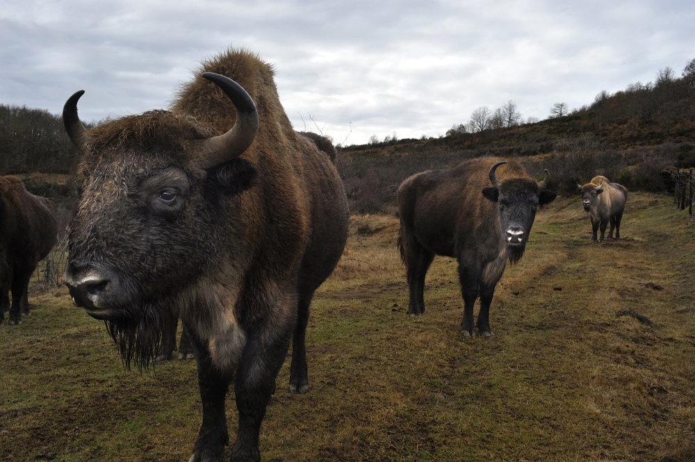  The European Bison is the&...tors and scavengers.&nbsp; 